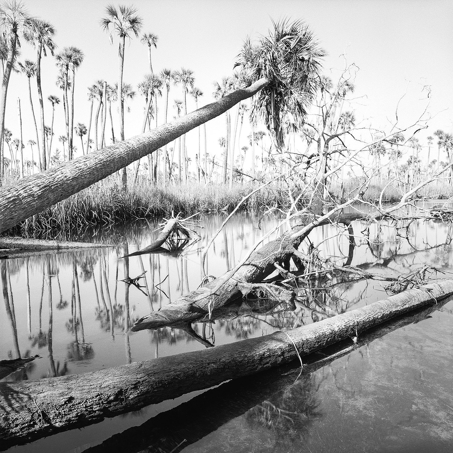 Diagonal Trees in Creek, 2021 