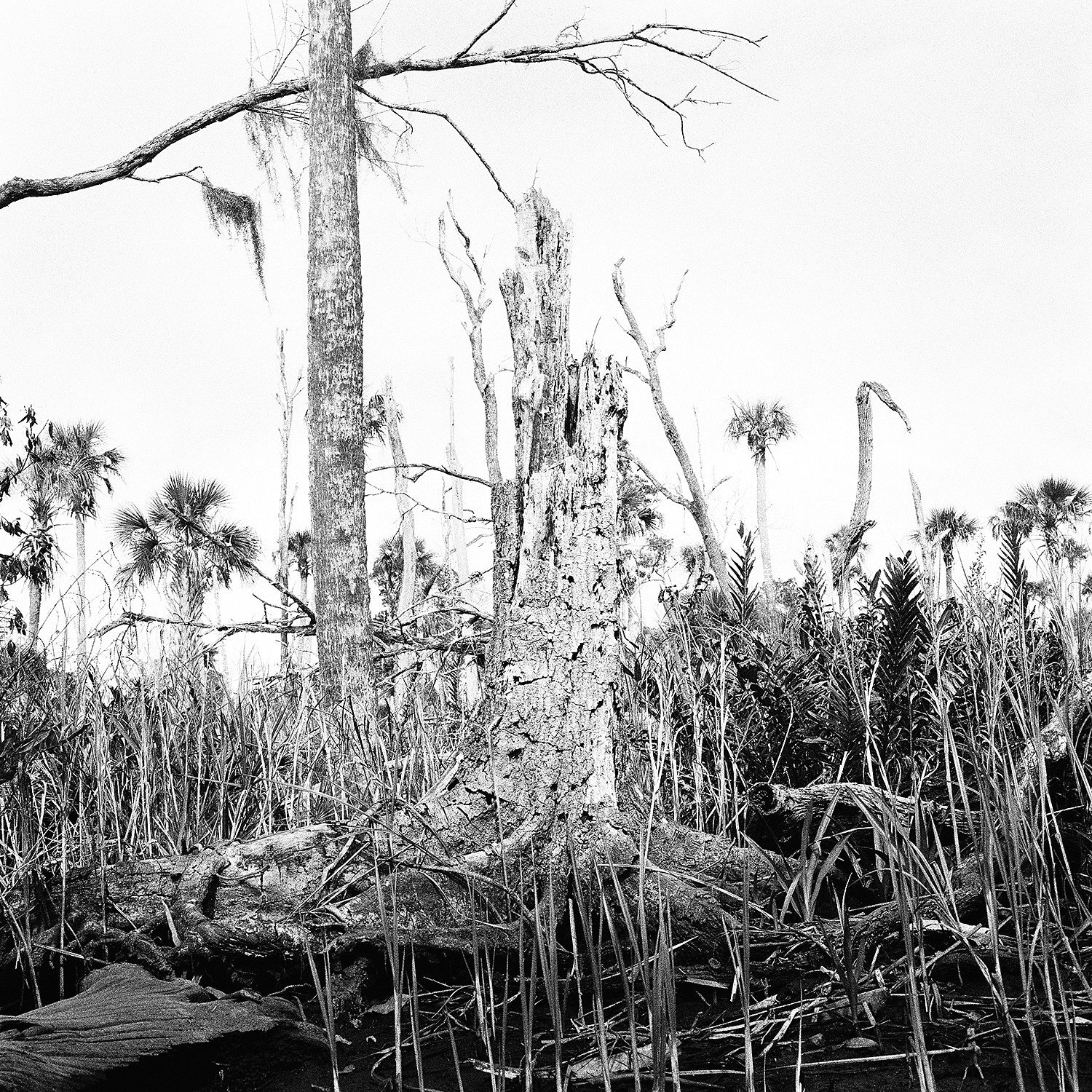 Stump & Dead Trees, 2015