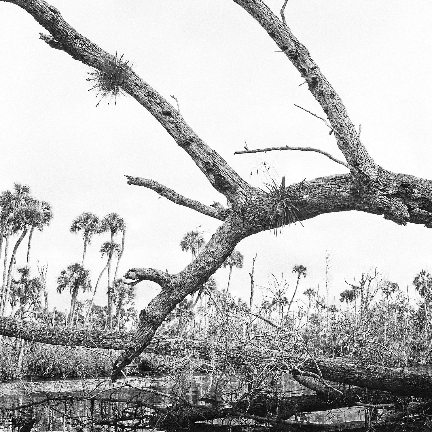 Dead Tree Hosting Orchid & Air Plant, 2015