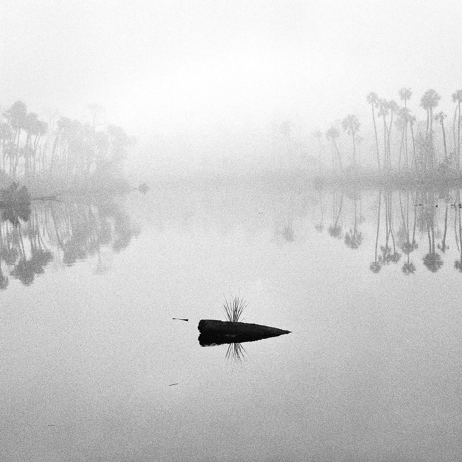 Fallen Palm & Fog, 2015 