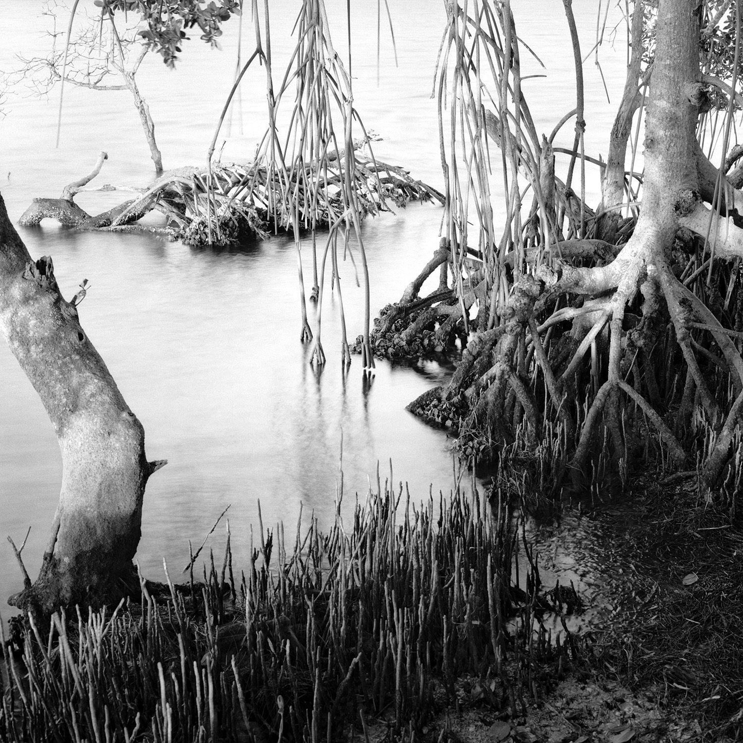 Mangroves and Shoreline, Ft. DeSoto