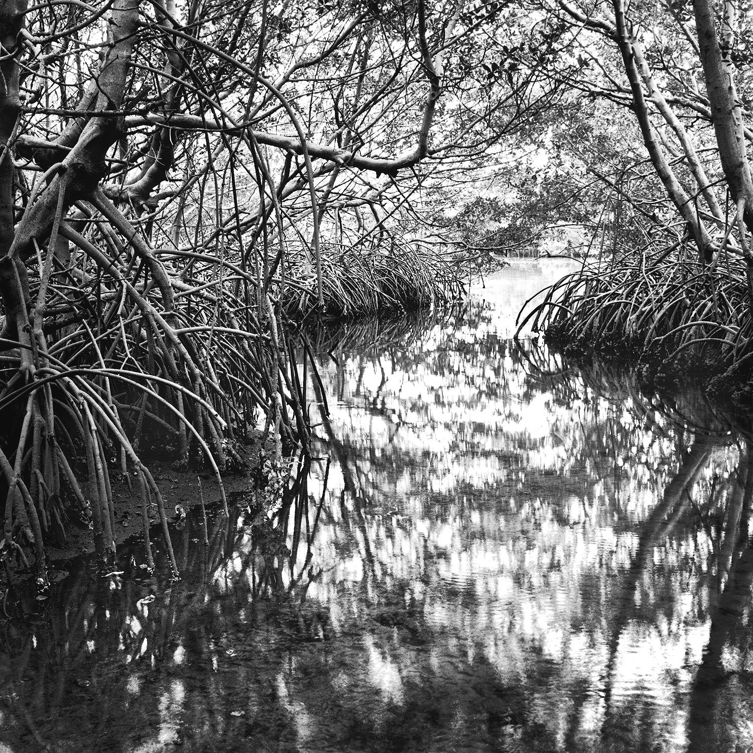 Tidal Creek, Weedon Island