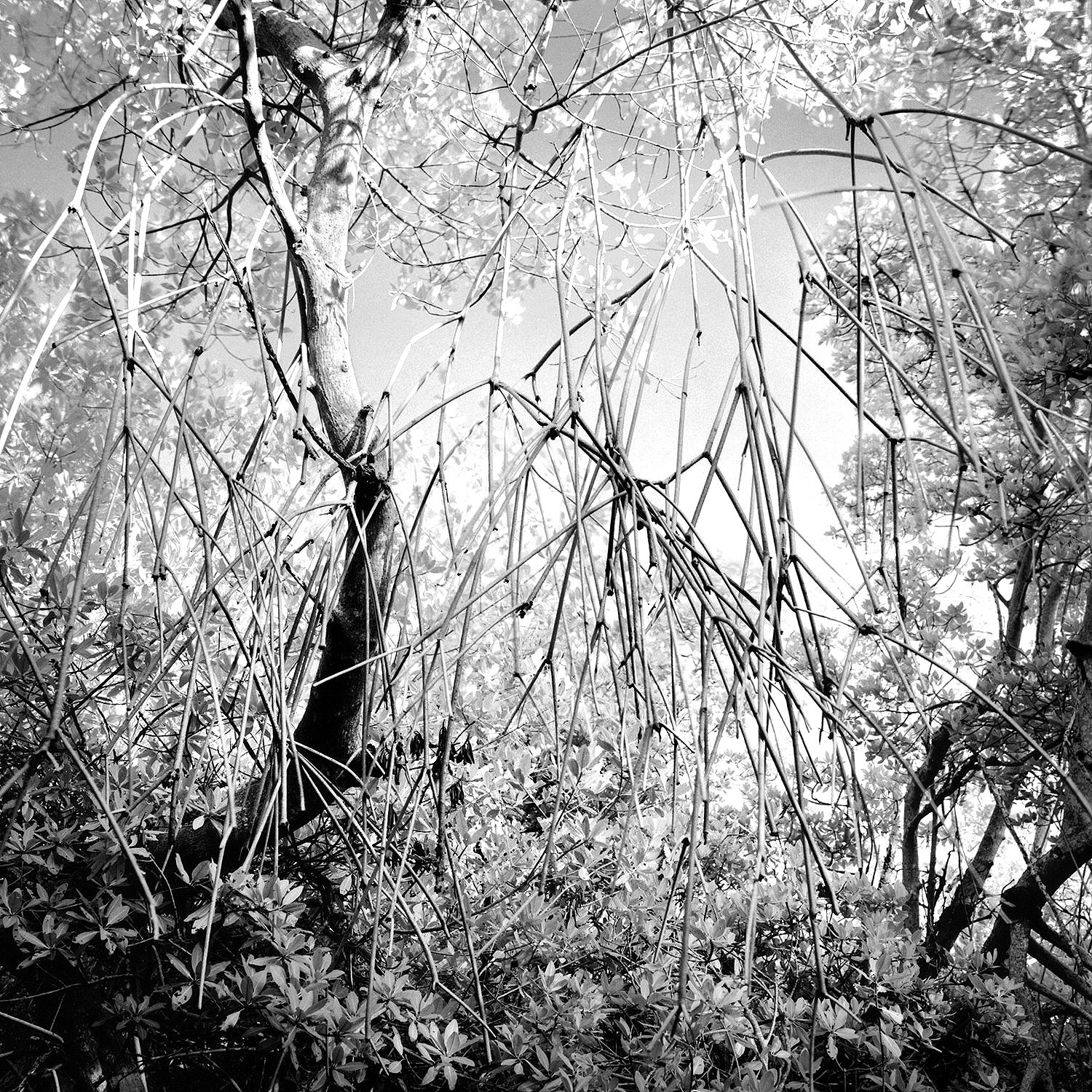 Red Mangrove Trees, No Name Key