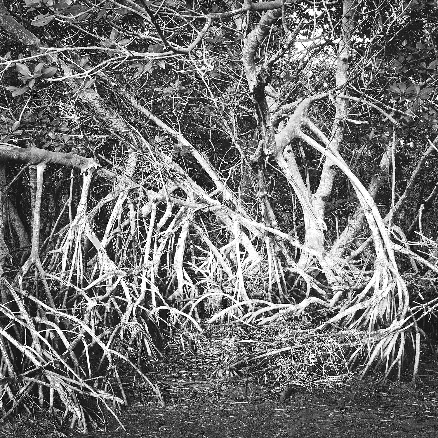 Mangrove Shoreline, No Name Key