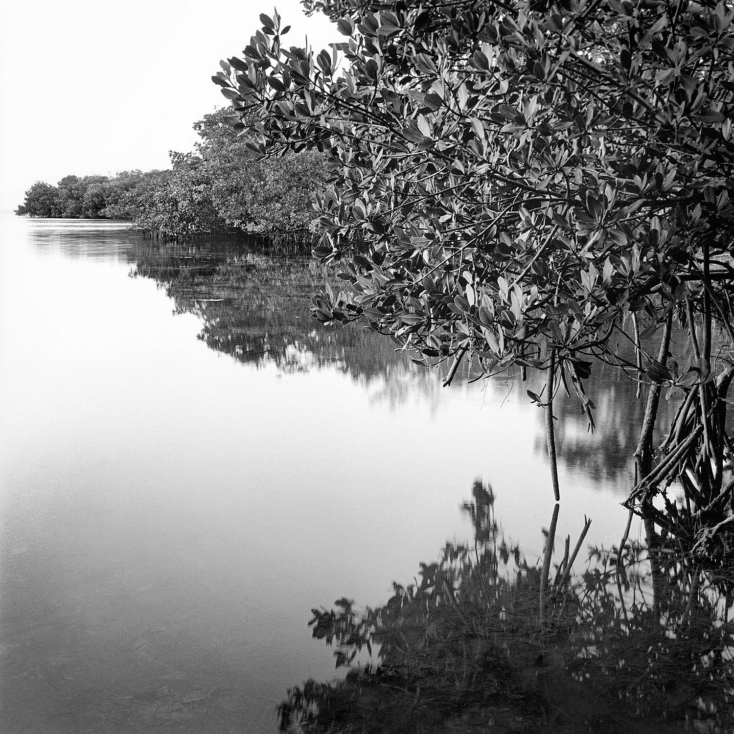 Mangrove Shore, Cayo Costa