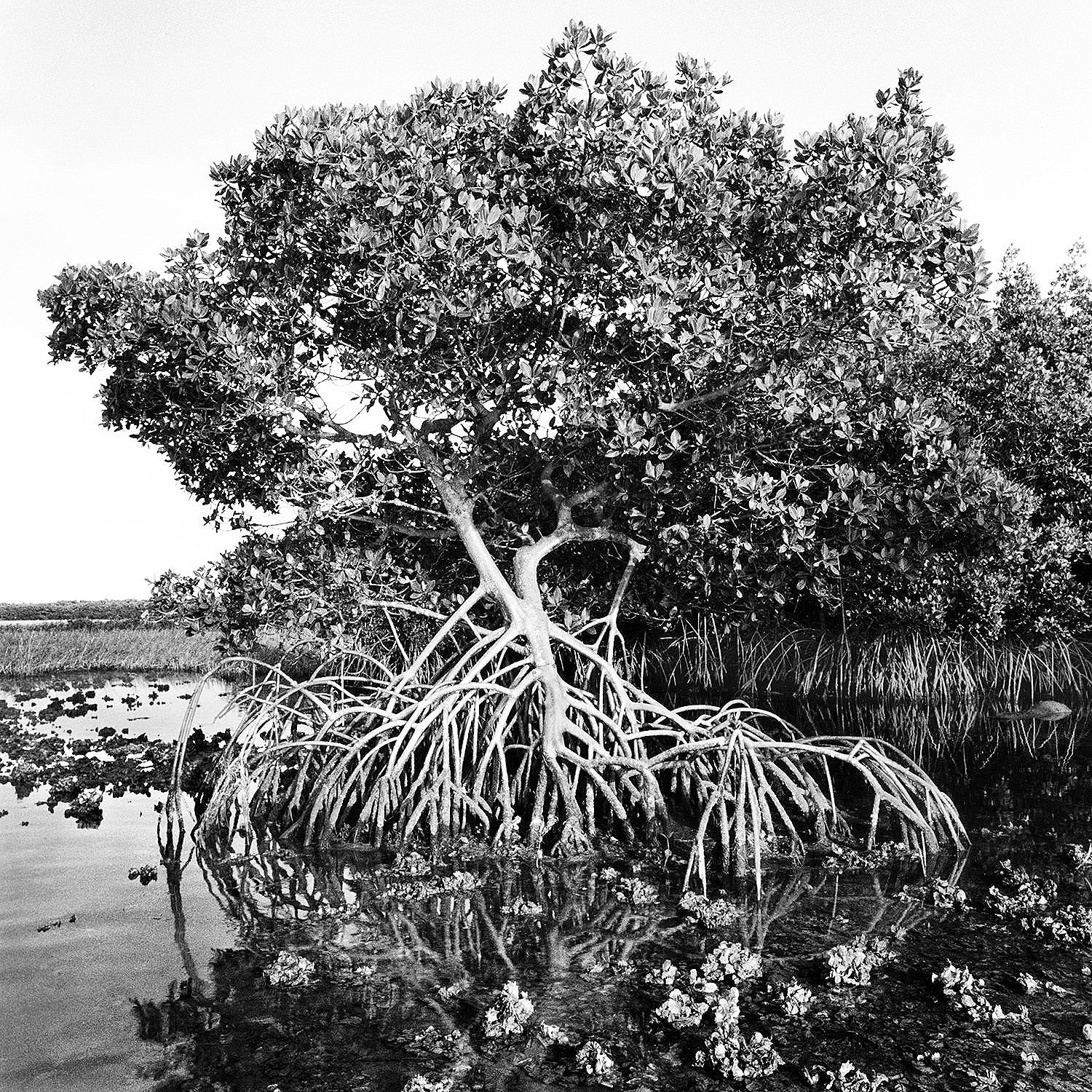 Red Mangrove Tree & Oyster Beds, Moonshine Island