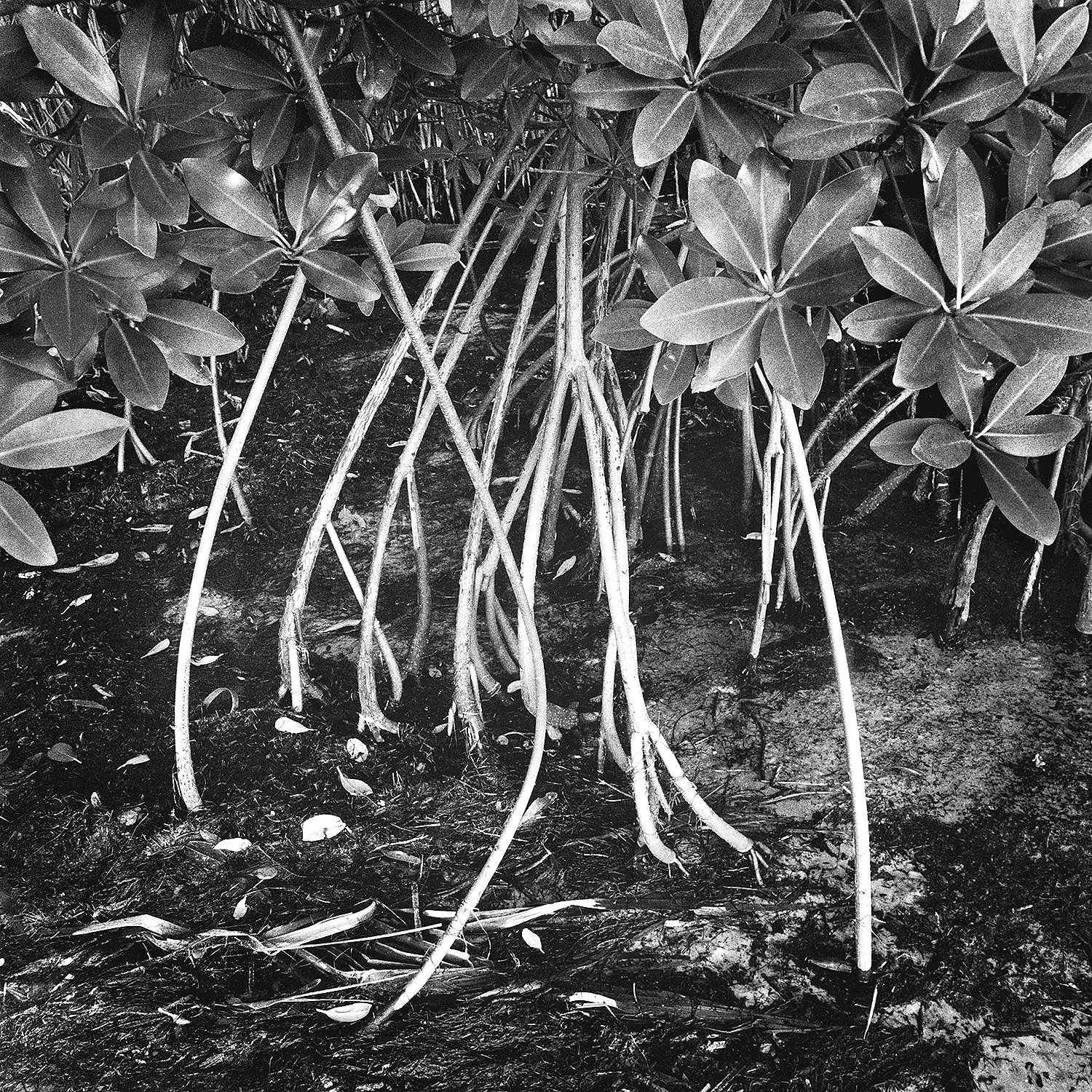 Red Mangrove Roots, Siple Shore