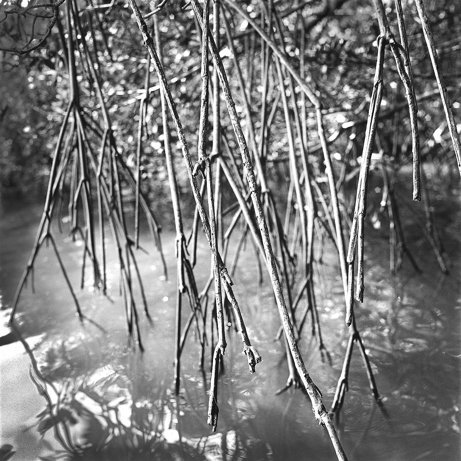 Hanging Roots, Bonne Fortune Key