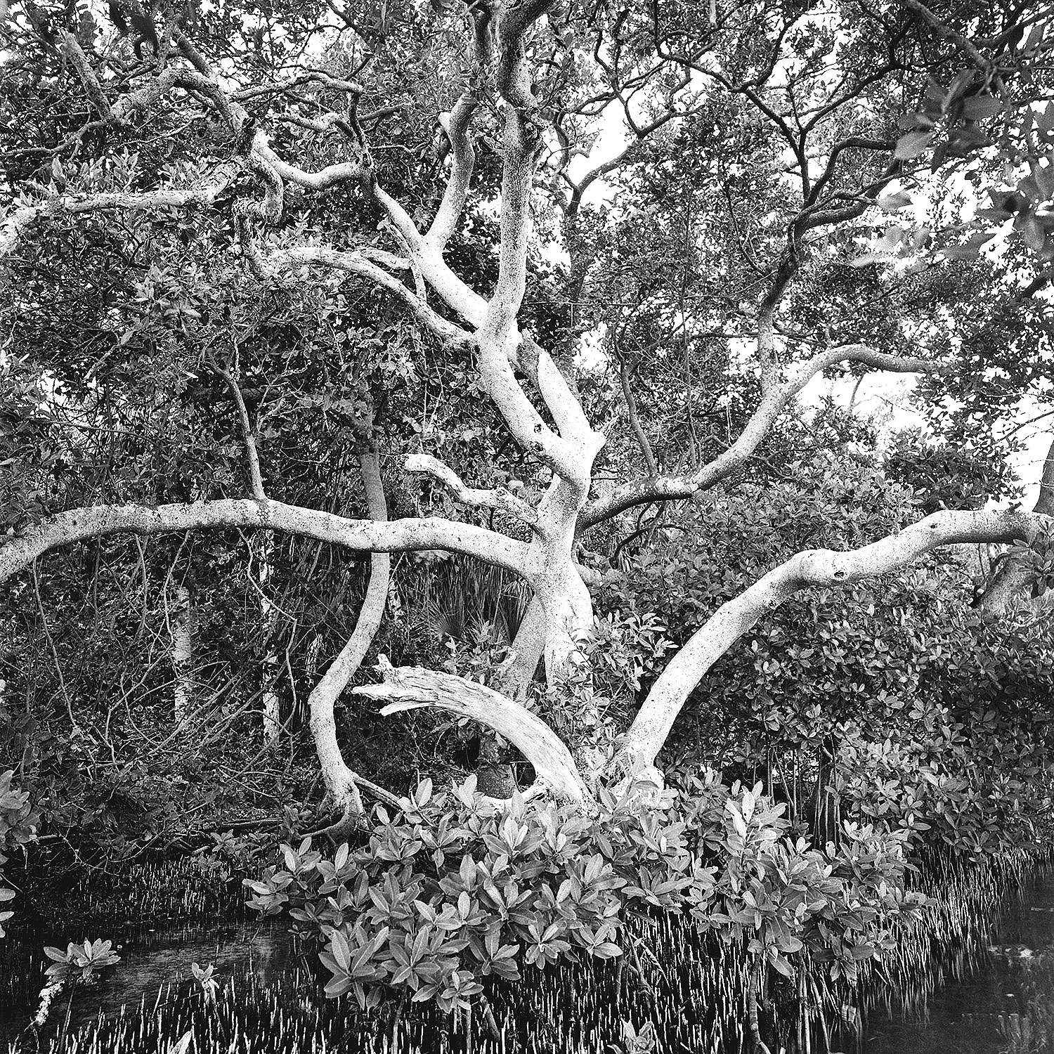 Large Mangrove Tree & Creek, Florida Keys