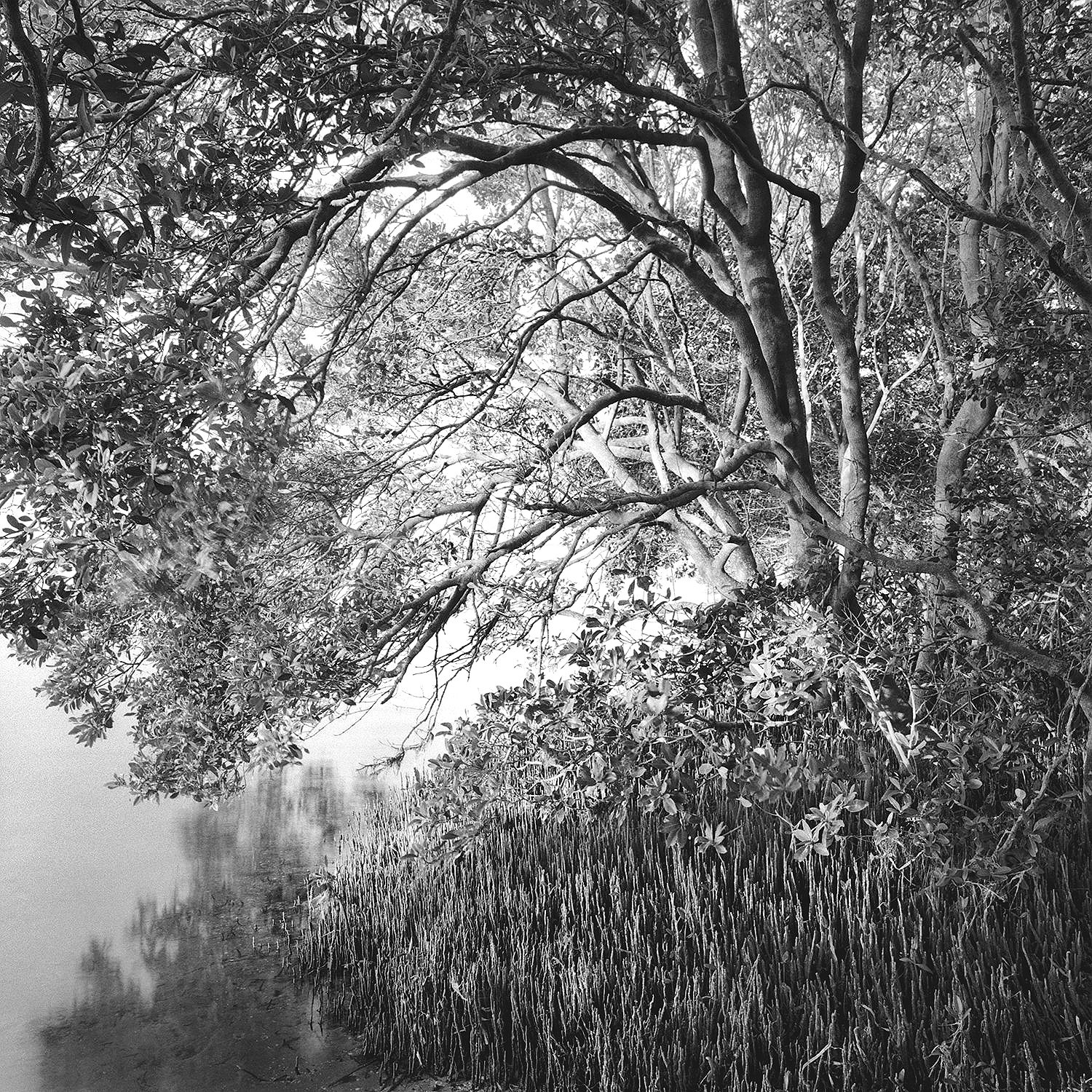 Black Mangroves & Shore, Mullet Key