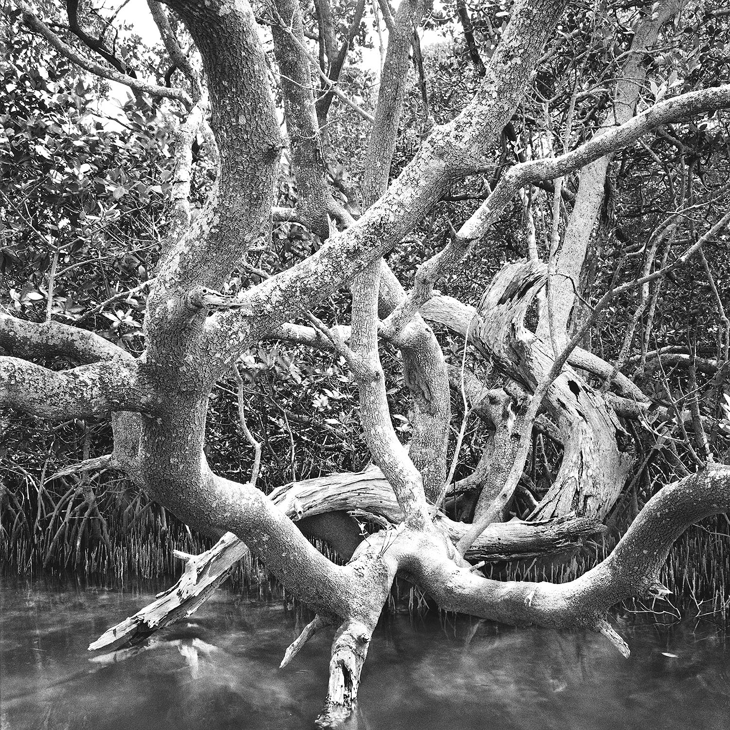 Mangrove Forest, Charlotte Harbor