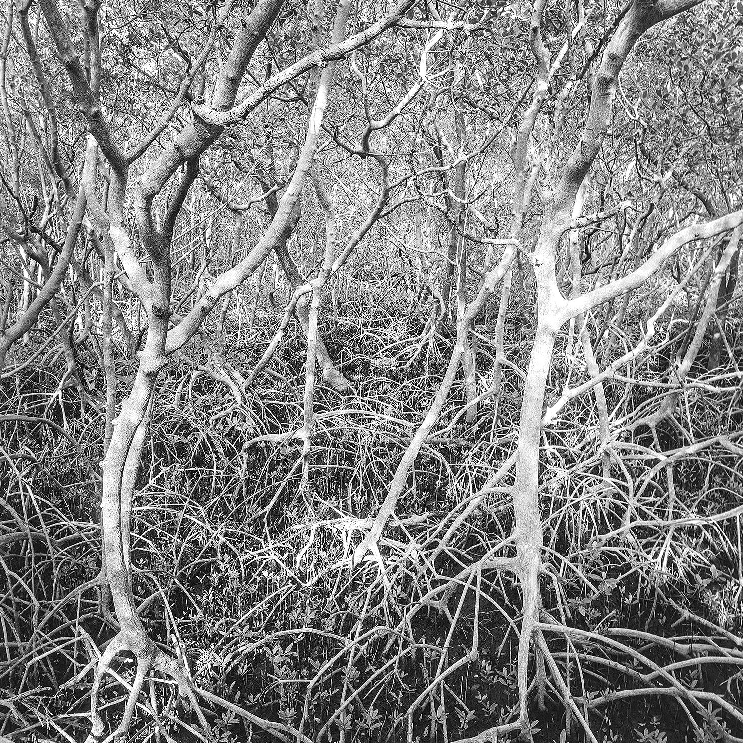 Red Mangrove Forest, Weedon Island