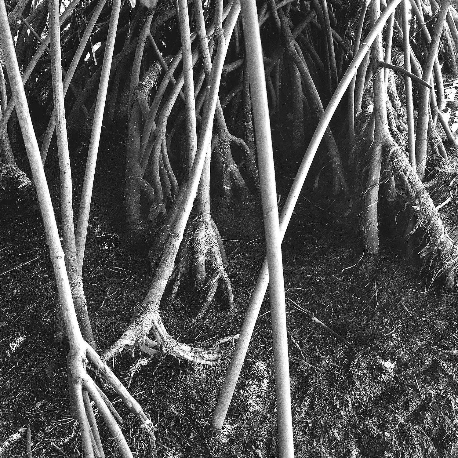 Red Mangrove Roots & Grasses, Clearwater Harbor