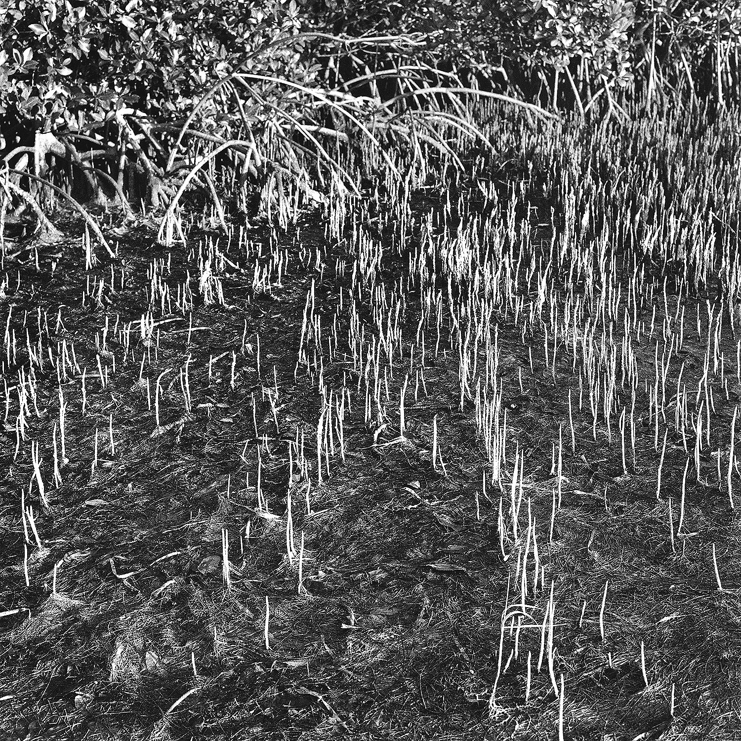 Black Mangrove Roots, Moonshine Island