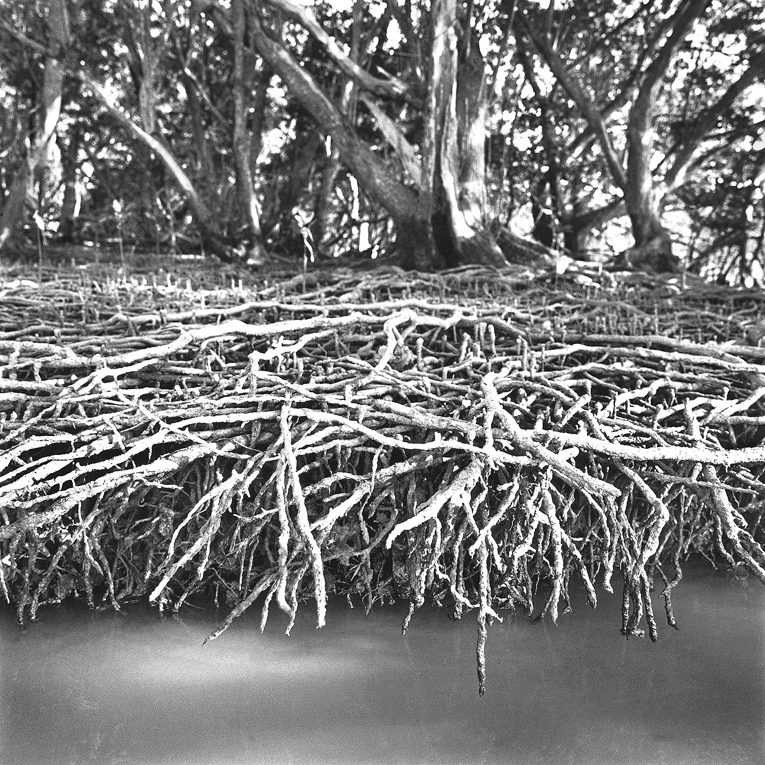 Black Mangrove Roots, The Everglades