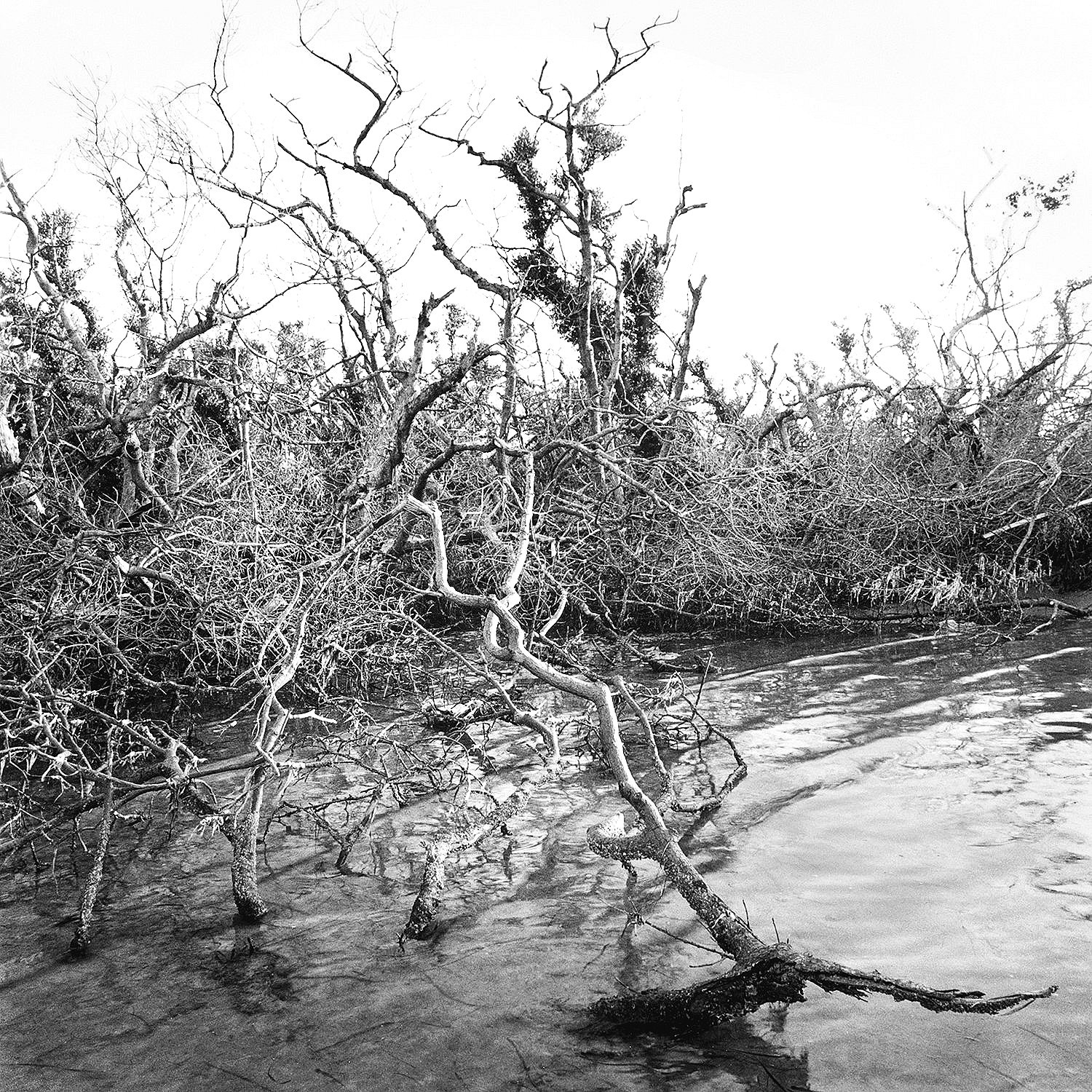 Hurricane Damage, Useppa Island