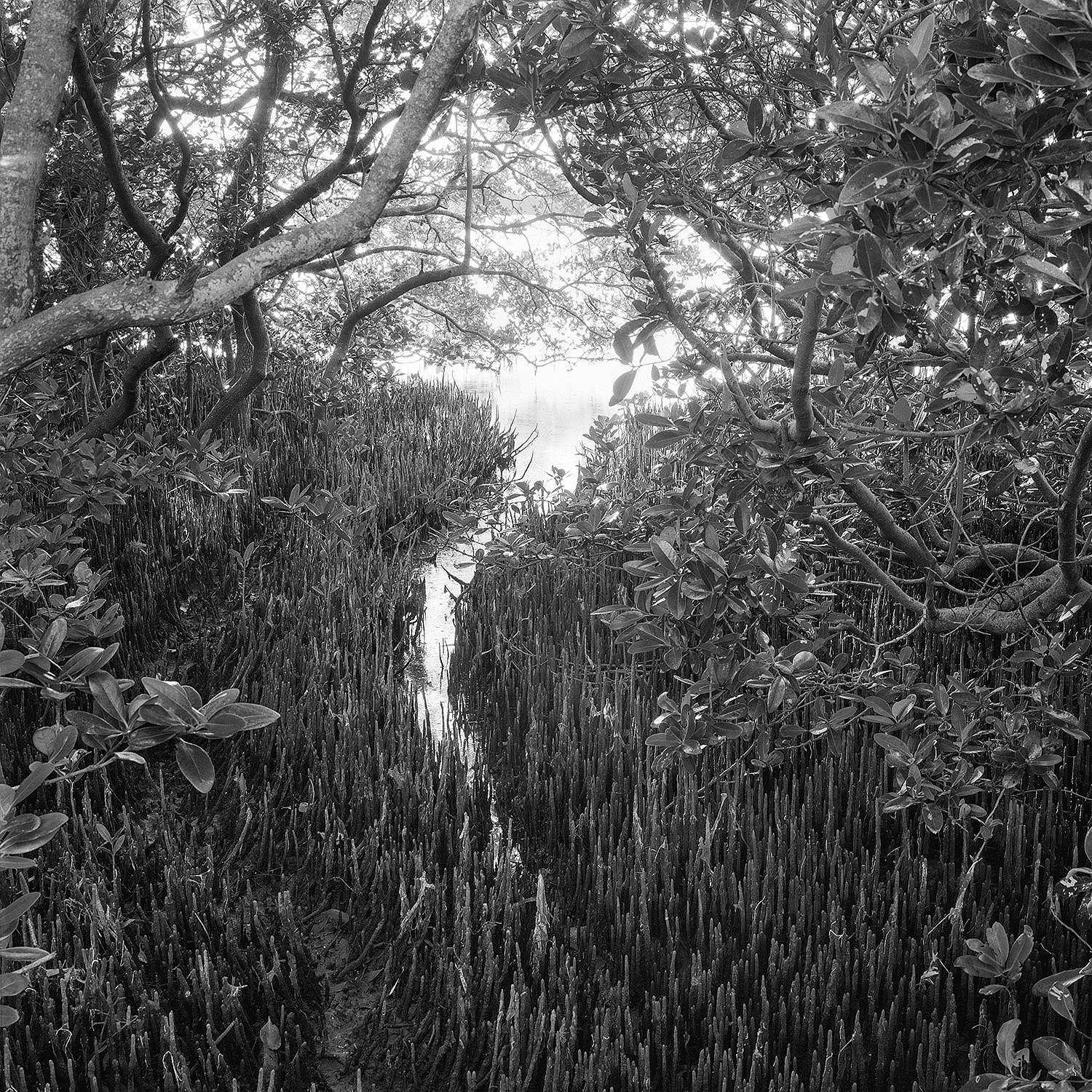Tidal Creek & Black Mangrove Roots, Malone Island