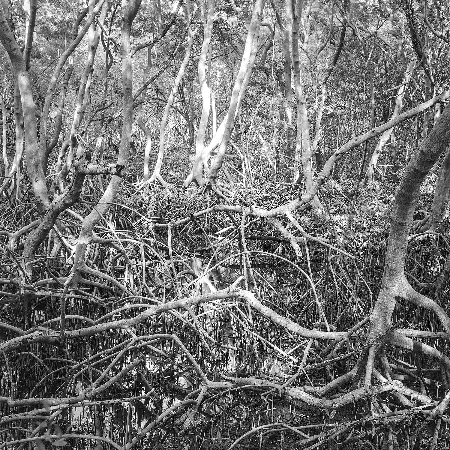 Mangrove Community, Weedon Island