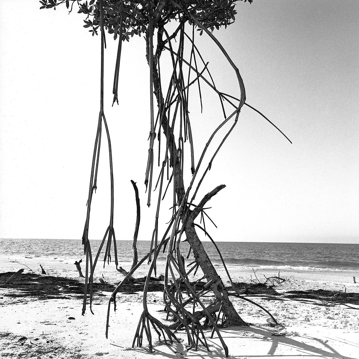 Red Mangrove Tree, Clearwater Beach