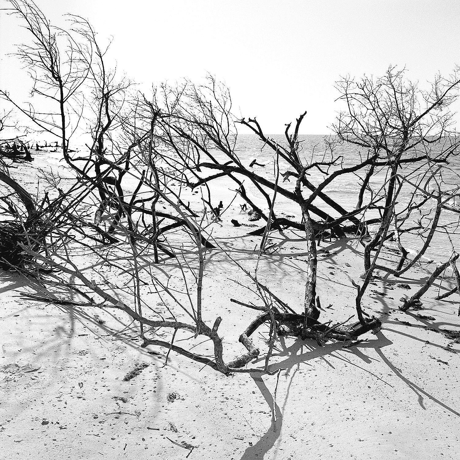 Eroded Forest, Cayo Costa