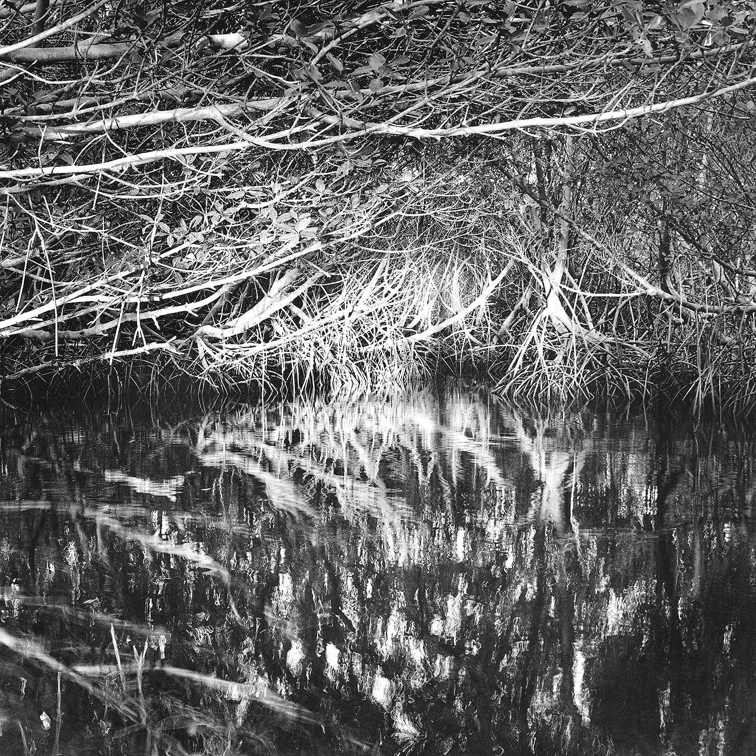 Mangrove Swamp, Everglades