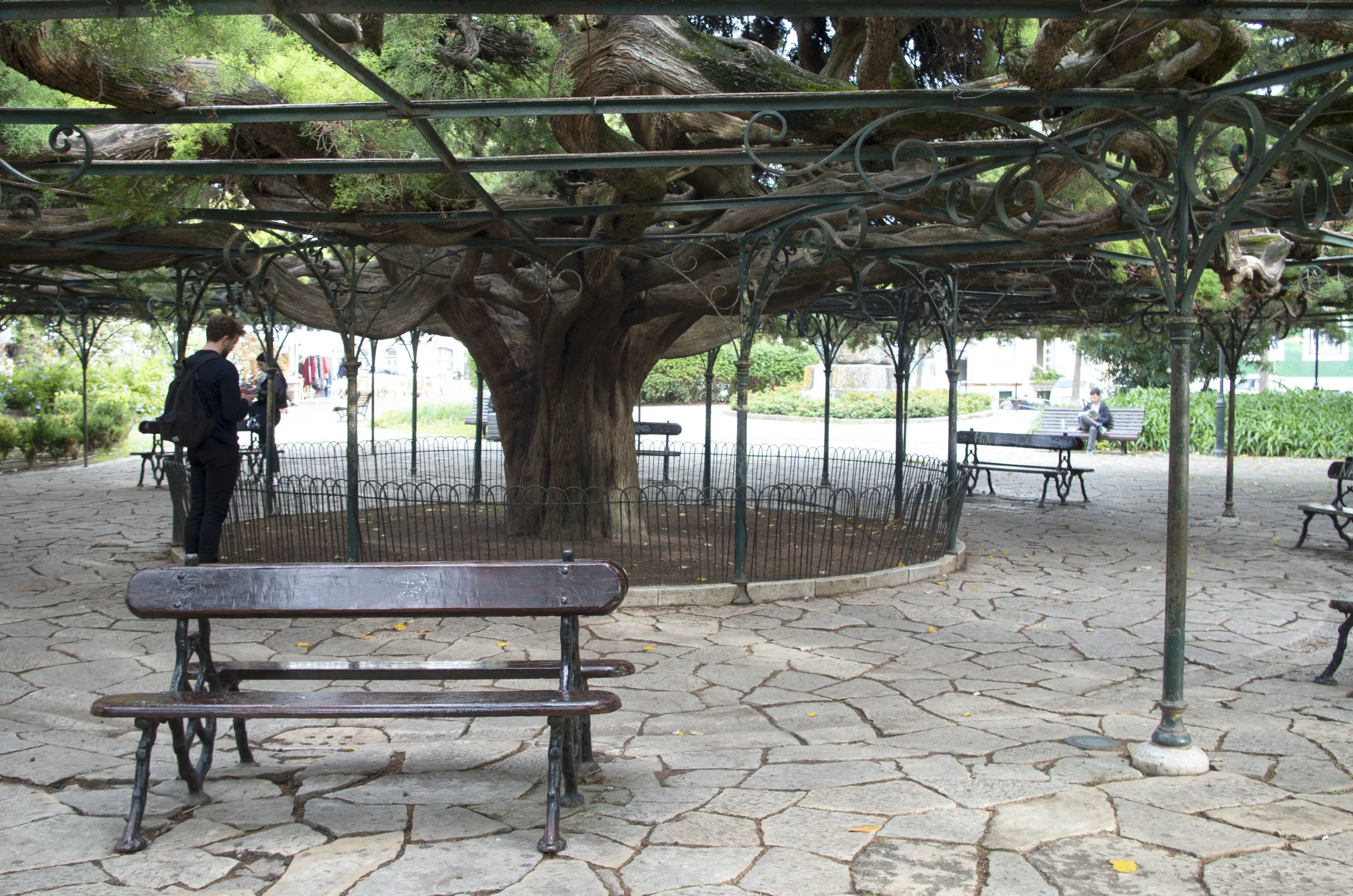 The cypress tree in Jardim do Príncipe Real