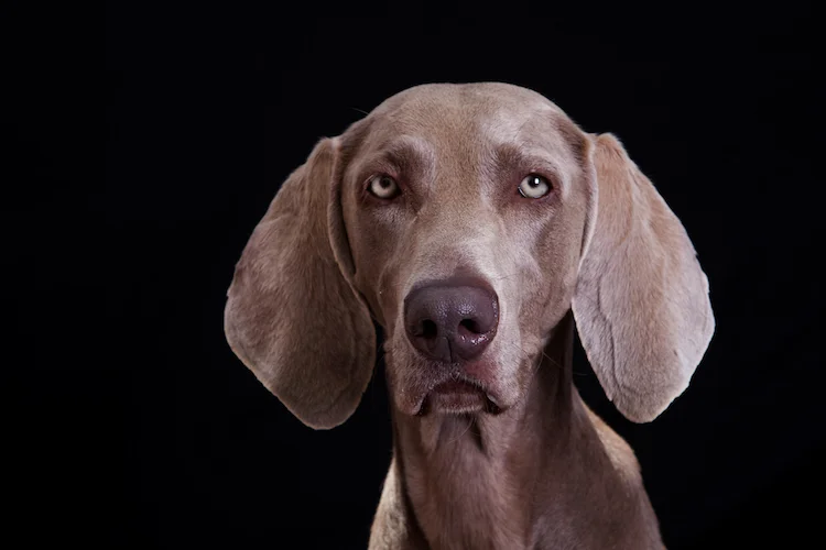 weimaraner.jpeg