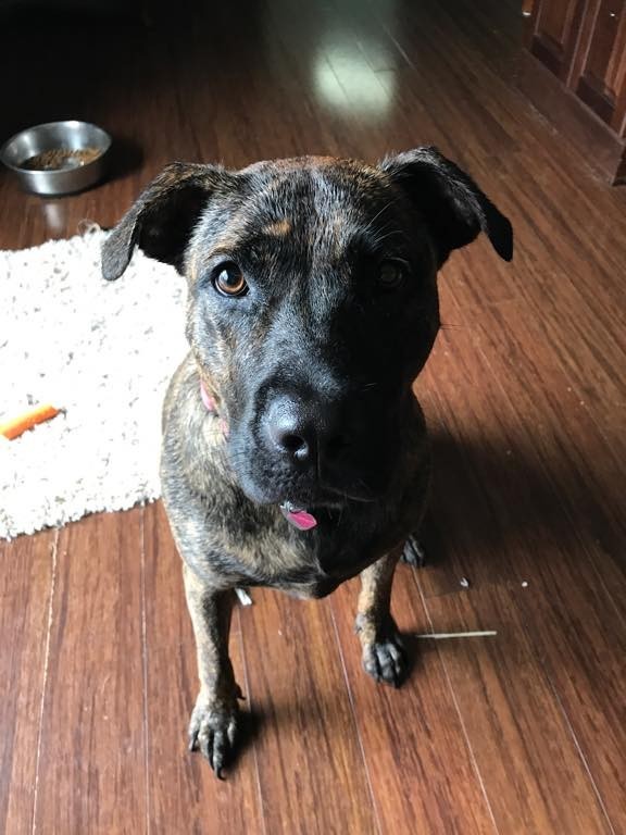 Lucy.jpeg