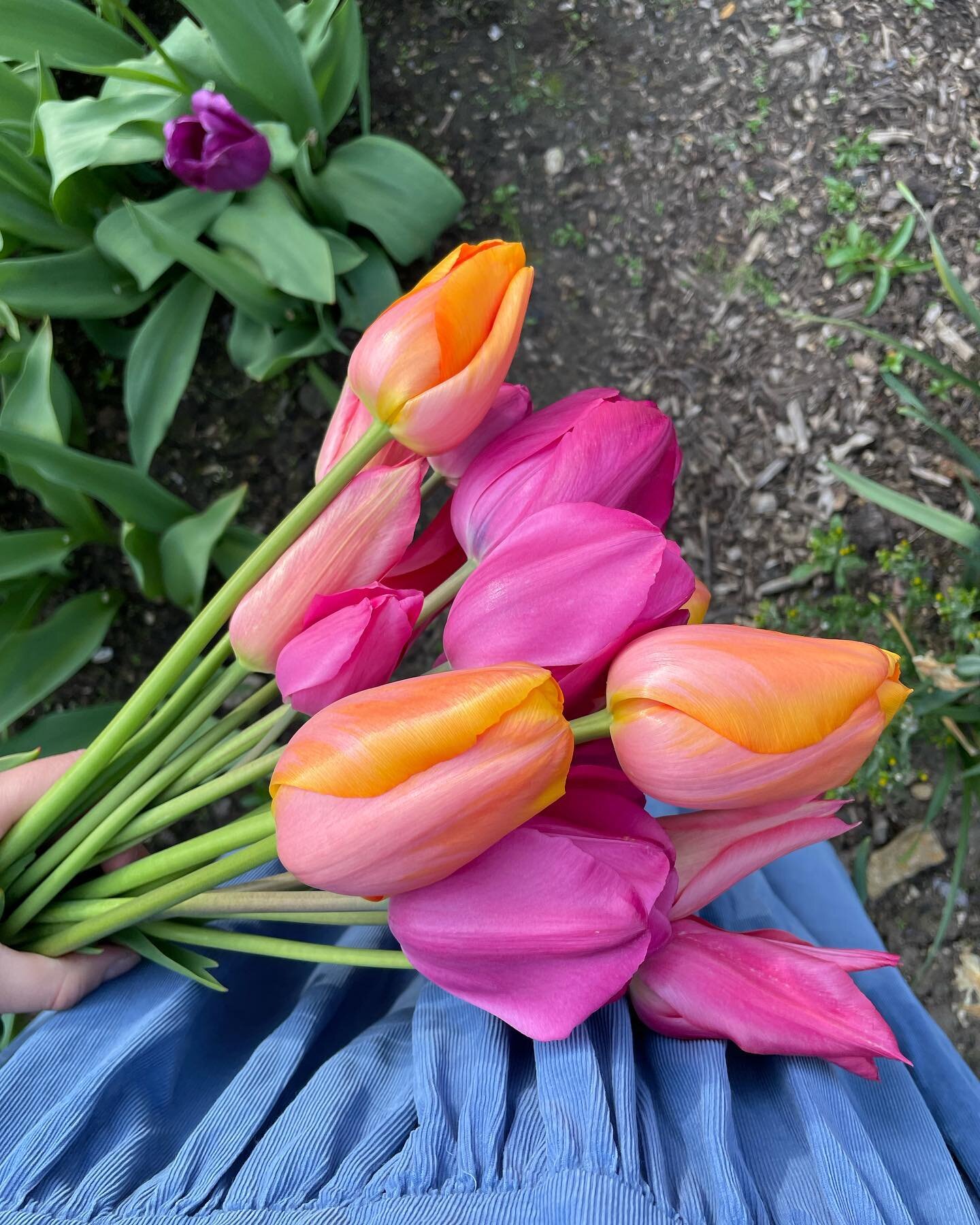 Still cutting Tulips in💄shades
