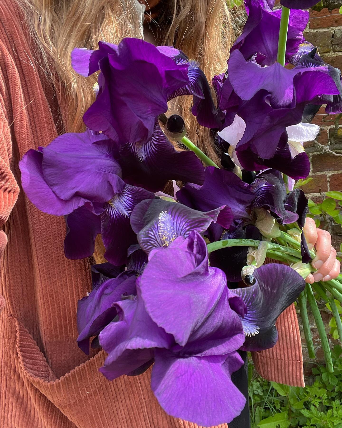 Here come the bearded Iris. Which always make me think of Monet. A slight hunger gap in May with flowers but actually a time to appreciate the smaller and more delicate of flowers. With the occasional oomph from these beauties.