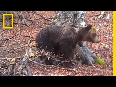 A Camera Filmed a Tree for a Year | National Geographic