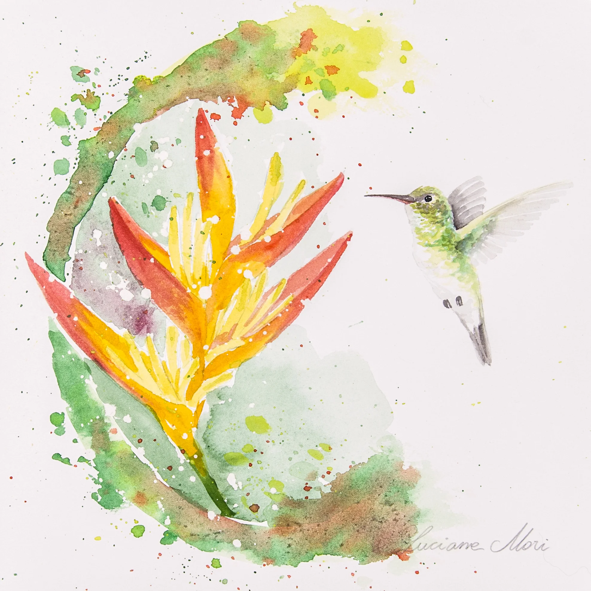 Amazilia-fimbriata-AT-Heliconia-psittacorum-LU-MORI-2014.jpg