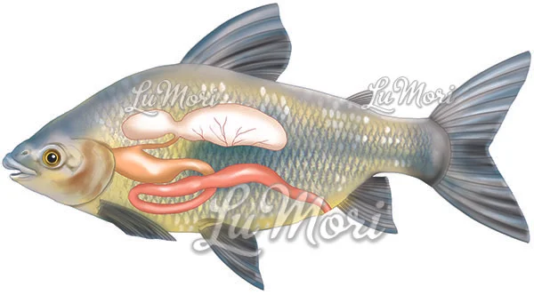 Bexiga natatória e sistema digestivo do peixe