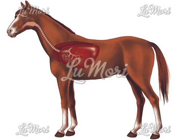 Respiração pulmonar do cavalo