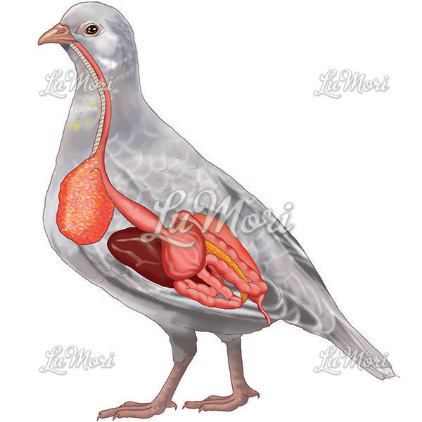 Sistema digestivo das aves