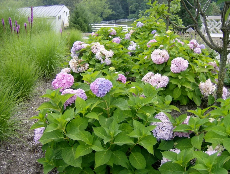 hydrangea.jpg