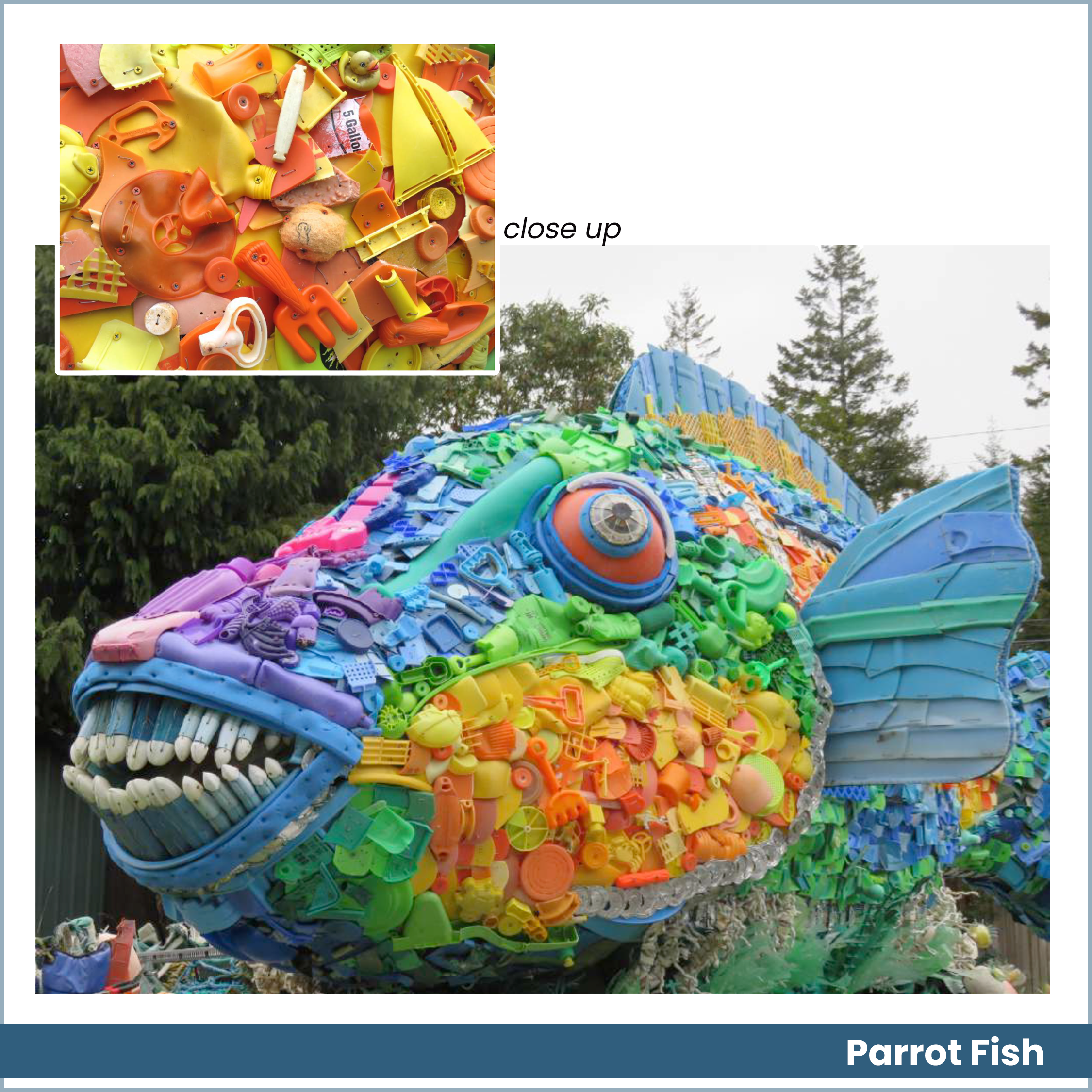 parrot fish.png
