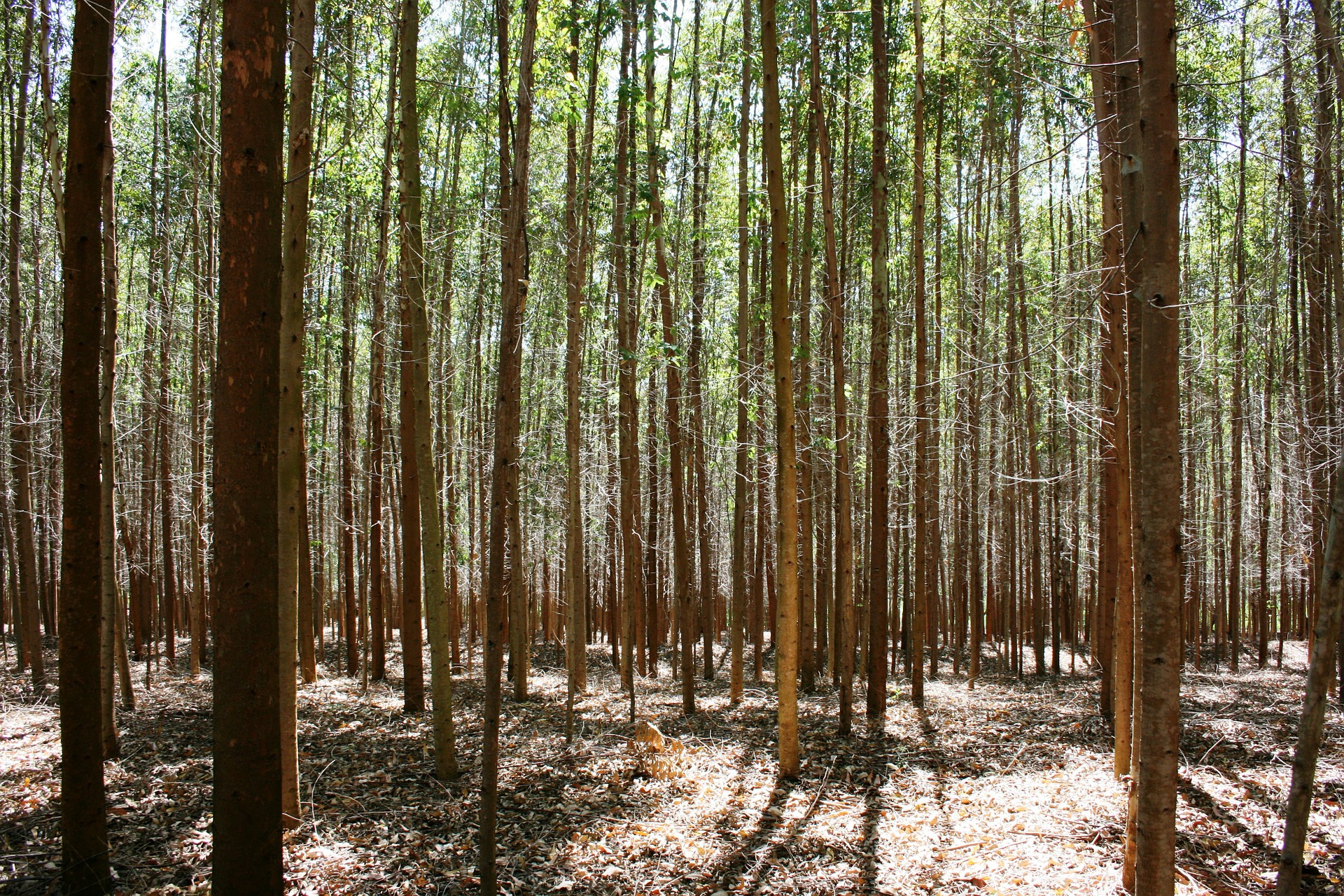forest-of-eucalyptus-254076_1920.jpg
