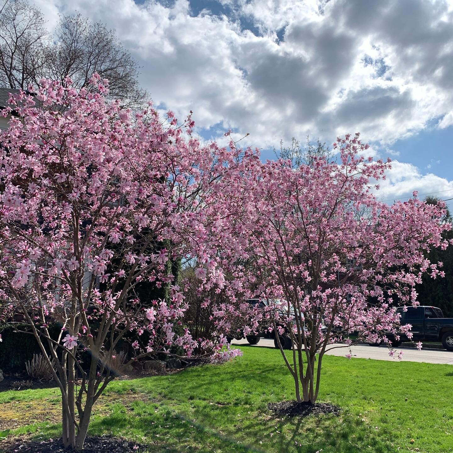 Magnificent magnolias. A sure sign of spring. 🌸❤️🙏