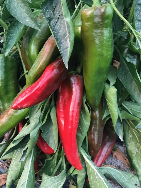 Italian Frying Peppers.jpg