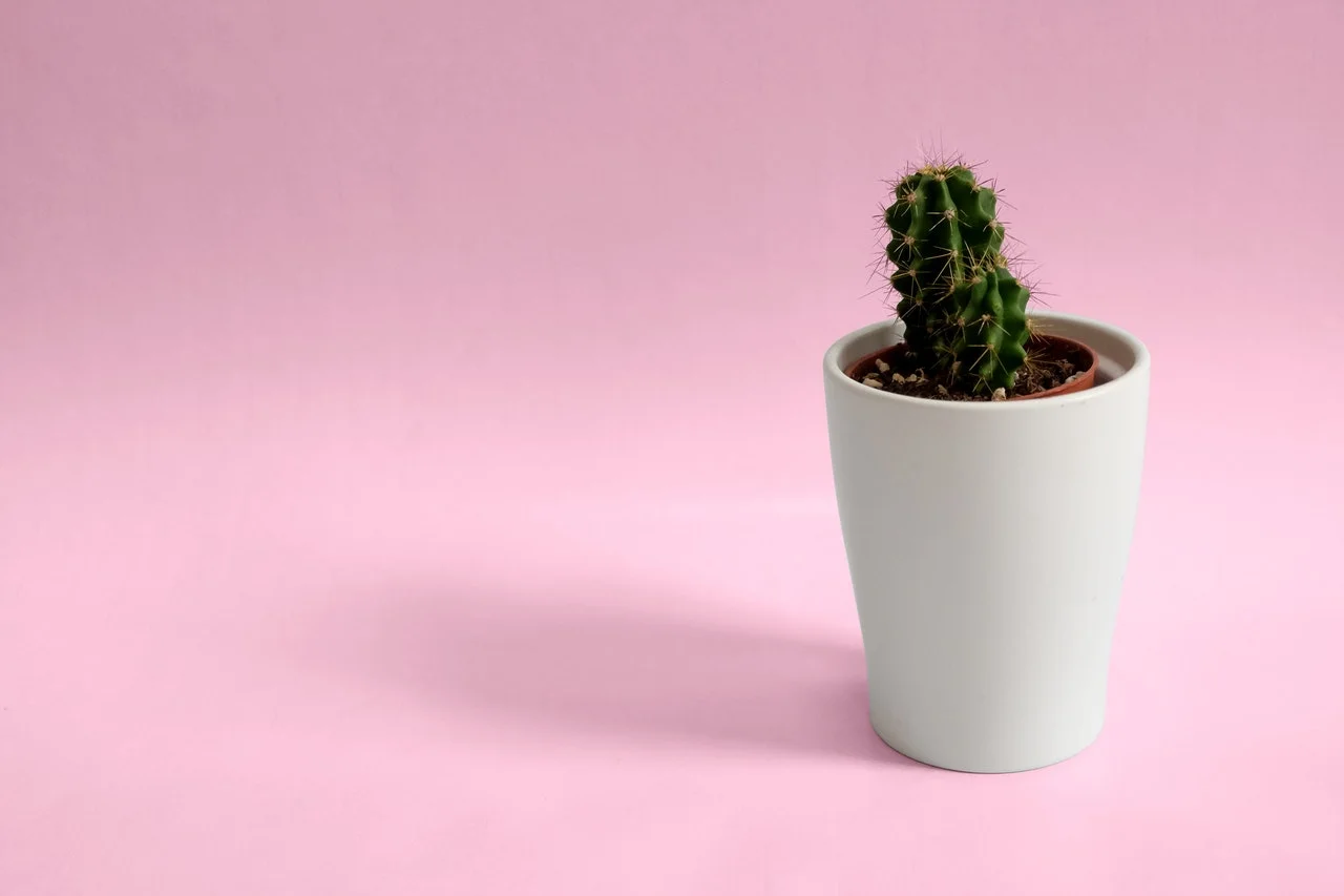 Startups & Insurgent Brands as Platforms