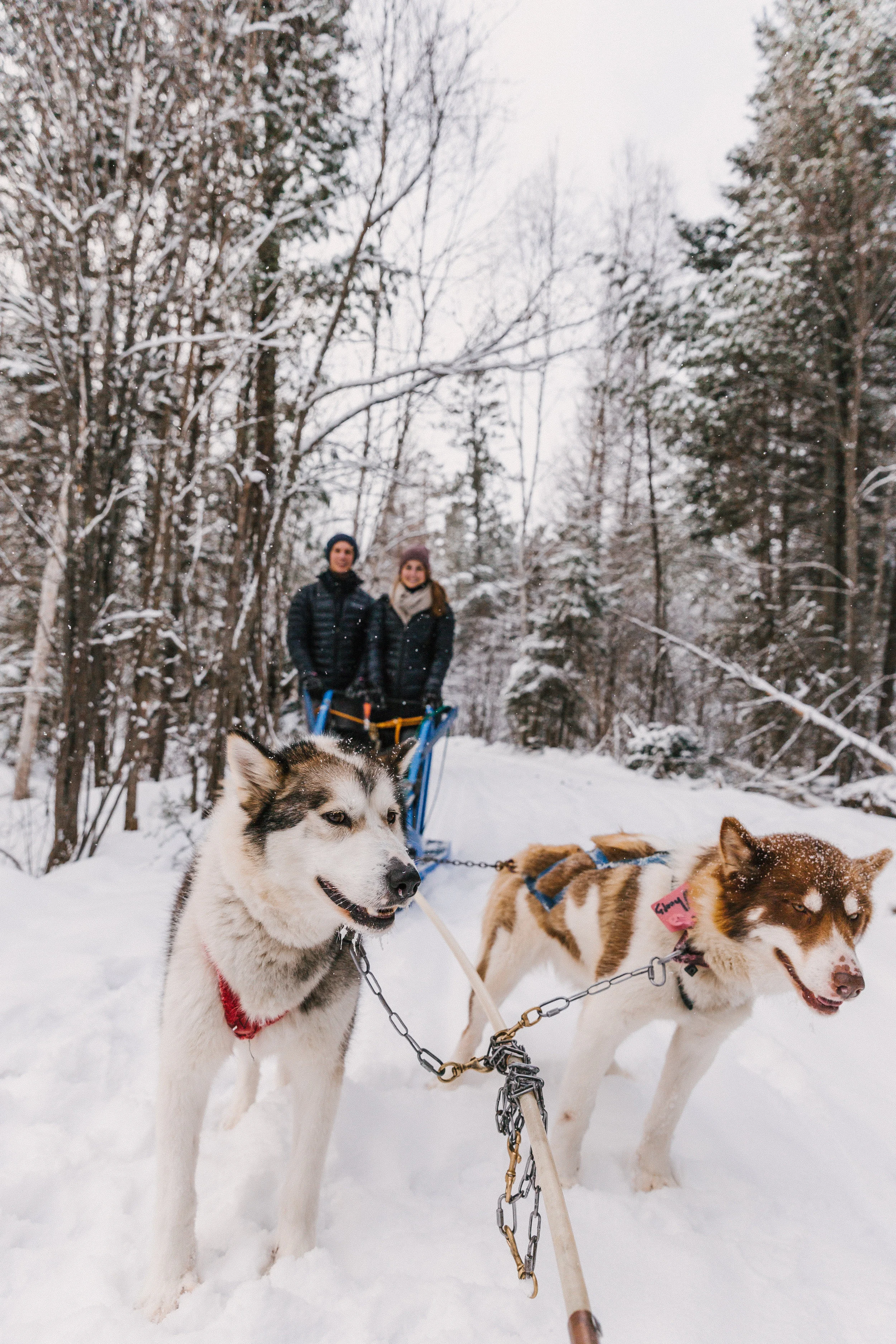 Dog Sledding in Northern Minnesota