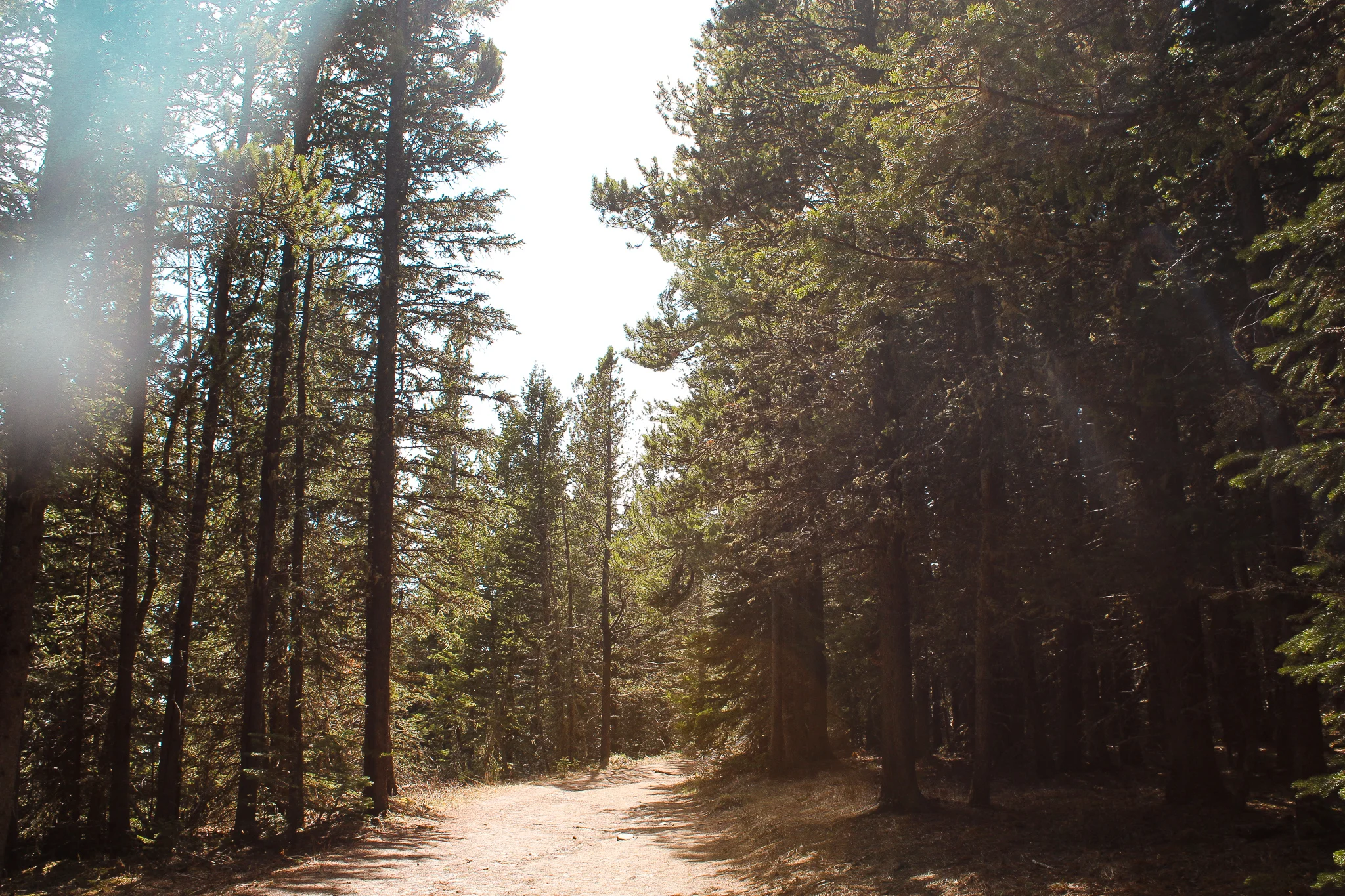 Prairie View Trail Jill Clark photo trees.jpg