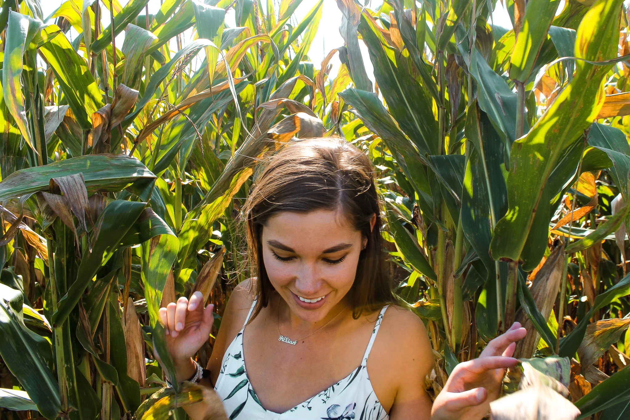 Fall cornfields.jpg