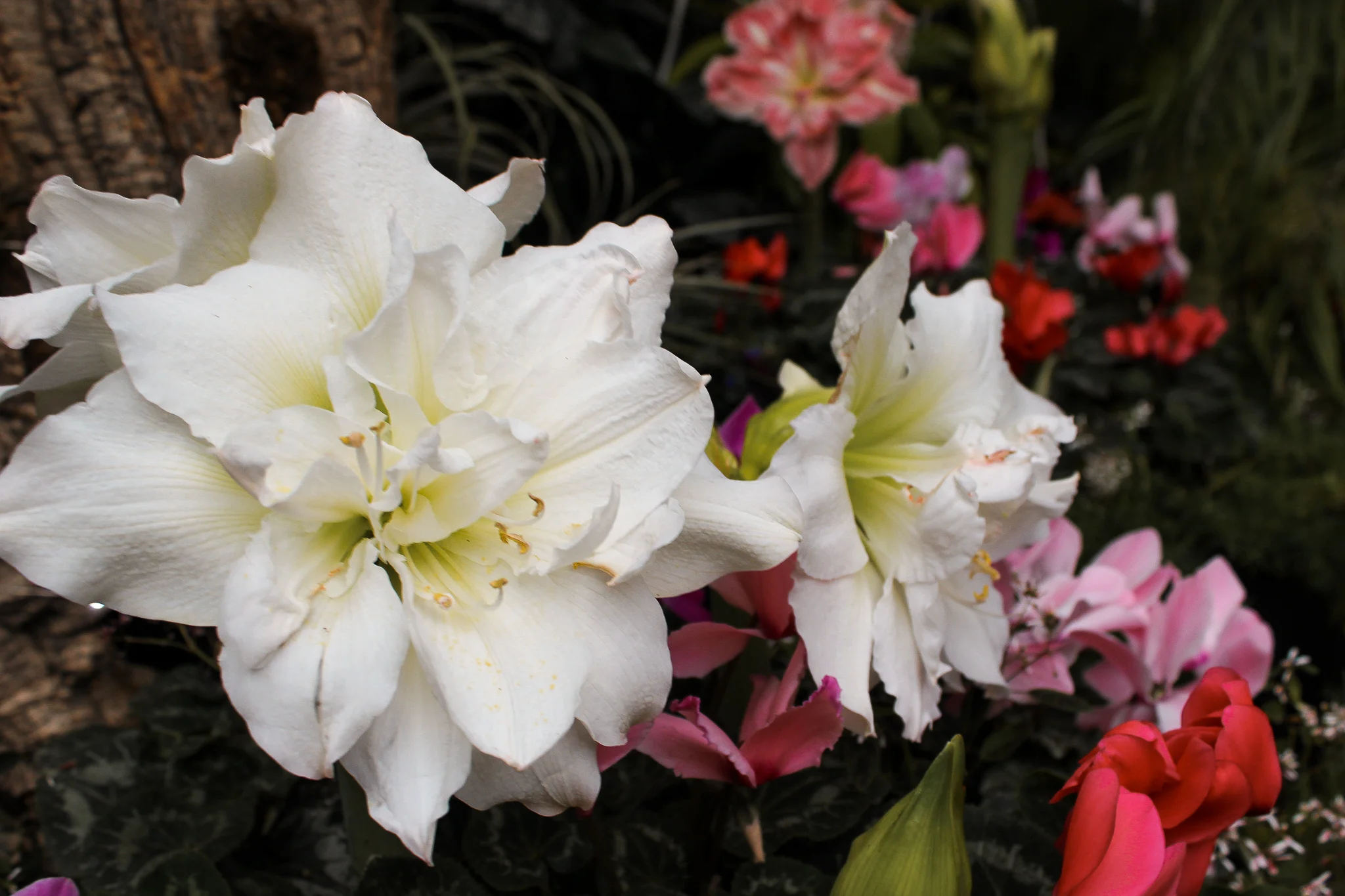 Allan Gardens Conservatory flowers.jpg
