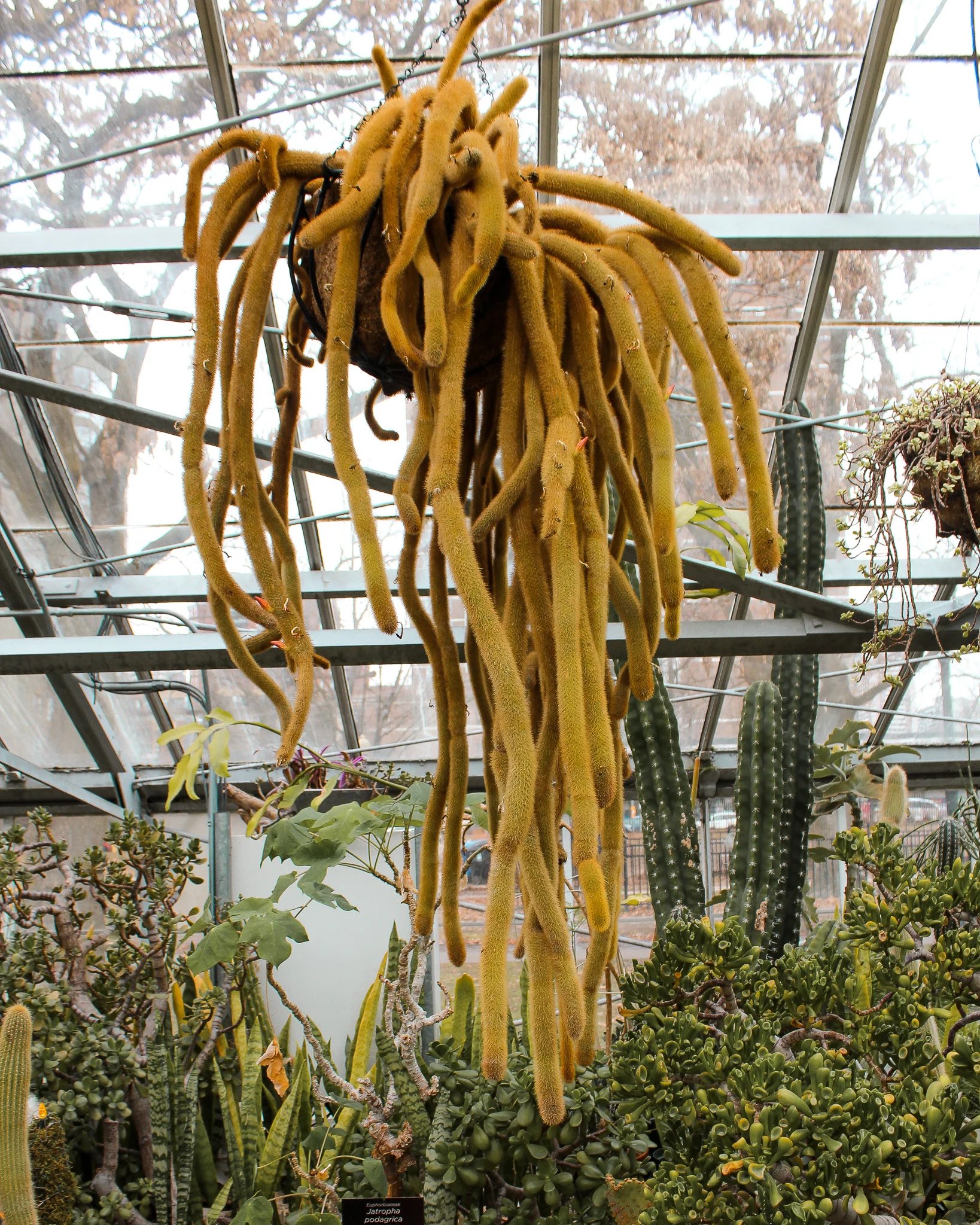 Allan Gardens Conservatory succulents.jpg