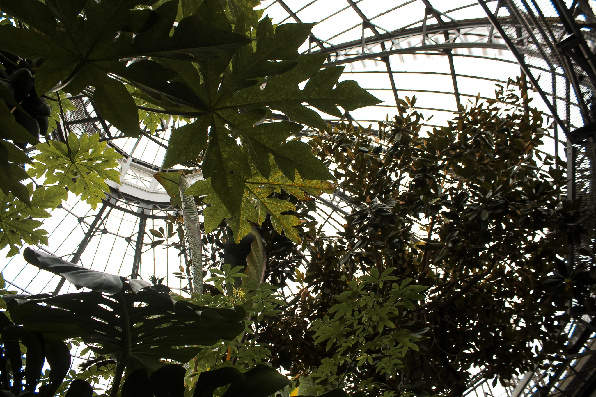 Allan Gardens Palm House.jpg