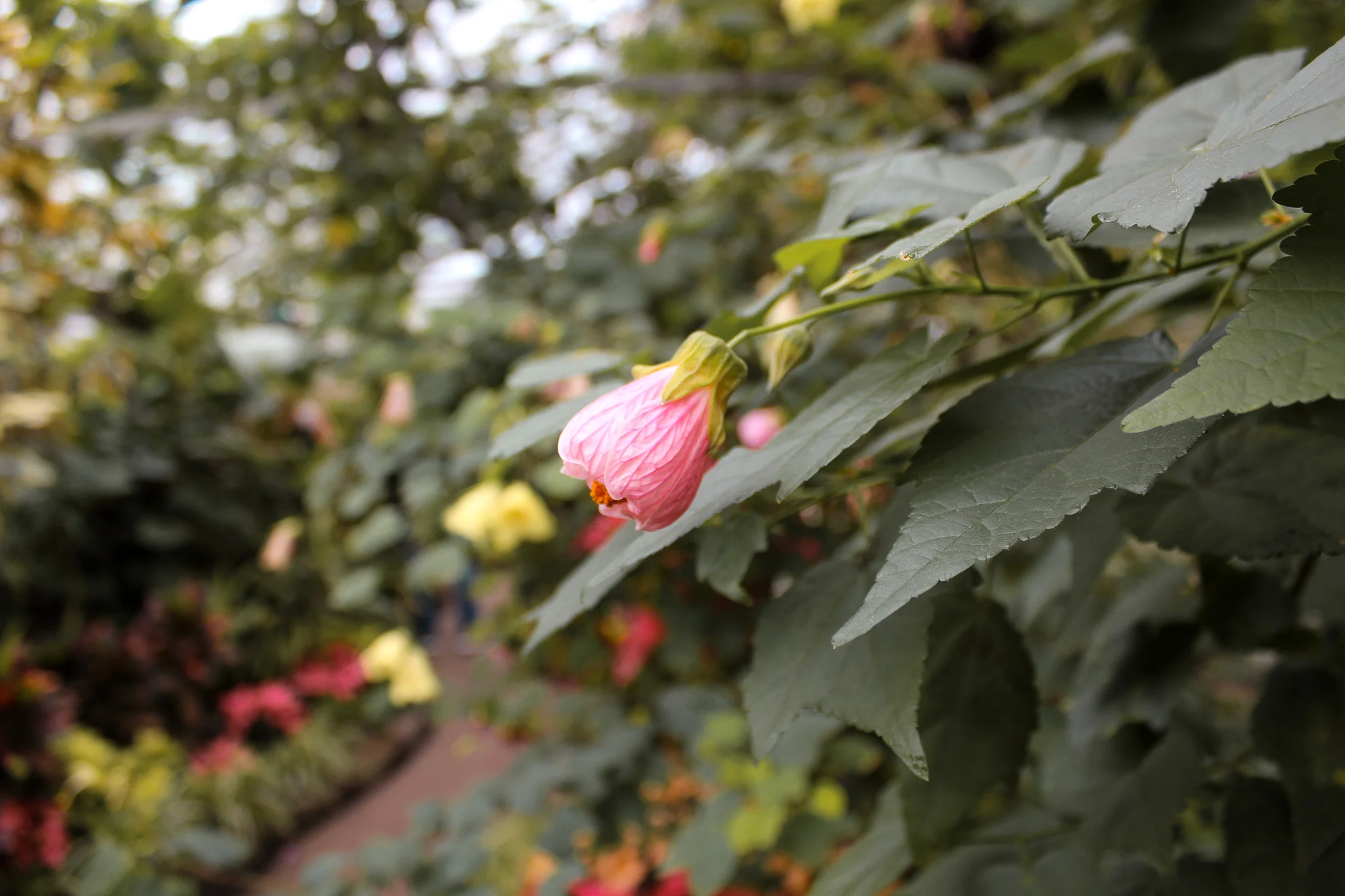 Flowers of Allan Gardens Conservatory.jpg