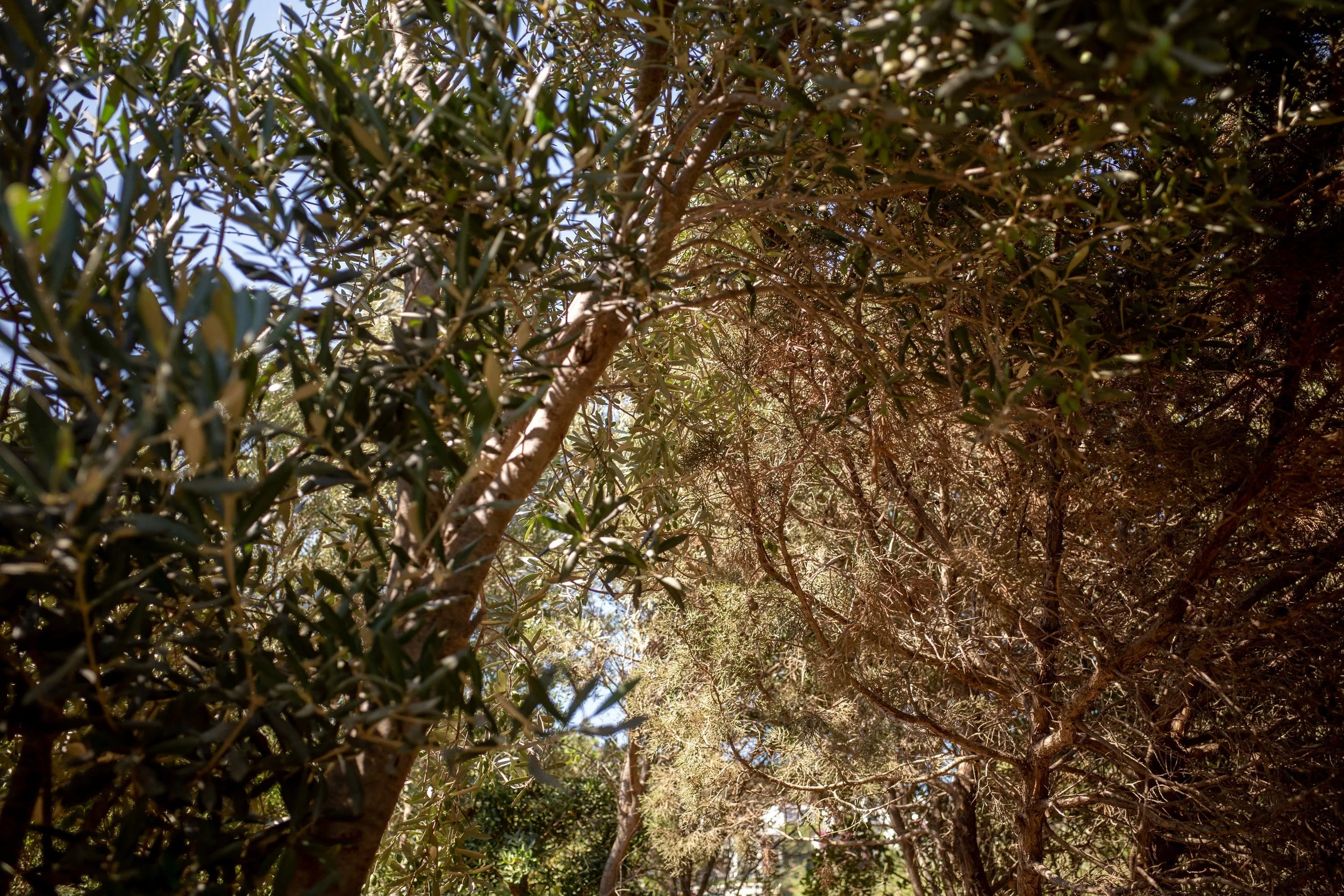 Olive groves everywhere you look.