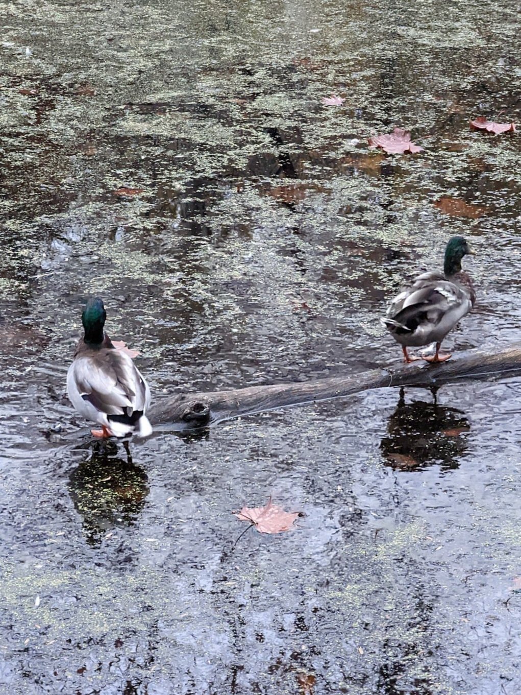 ducks.jpg